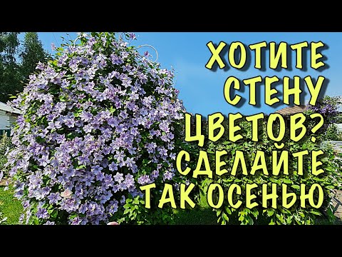 Видео: Сделайте ТАК с КЛЕМАТИСАМИ ОСЕНЬЮ, если ХОТИТЕ СТЕНУ из ЦВЕТОВ. Обрезка, подкормка, укрытие