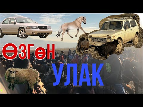 Видео: Өзгөн / Кызыл-Тоо /Улак  20.11.2022