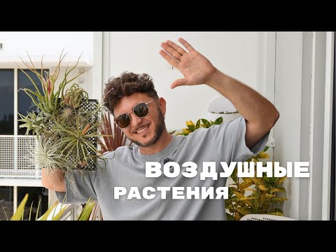 Видео: АTМОСФЕРНЫЕ ТИЛЛАНДСИИ на балконе
