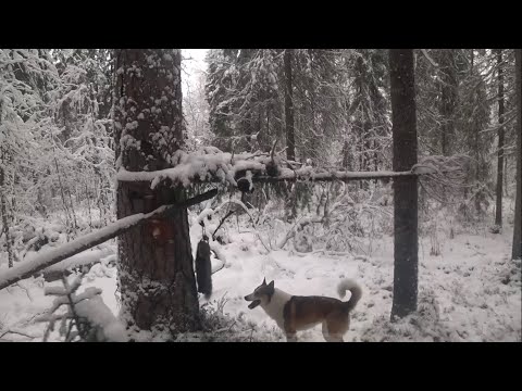 Видео: Охота на Боровую , проверка капканов 15.11.24