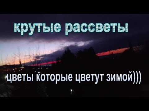 Видео: крутые рассветы // цветы которые цветут зимой))