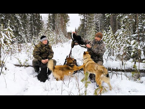 Видео: ВЕСЬ ДЕНЬ БРОДИМ ПО ТАЙГЕ С СОБАКАМИ / ОХОТА С МЕЛКАШКОЙ НА ГЛУХАРЯ И ТЕТЕРЕВА / ЧИПА РАБОТАЕТ.