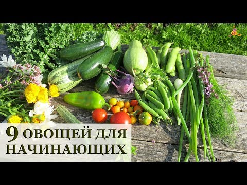 Видео: 9 самых ПРОСТЫХ овощей для начинающих огородников!