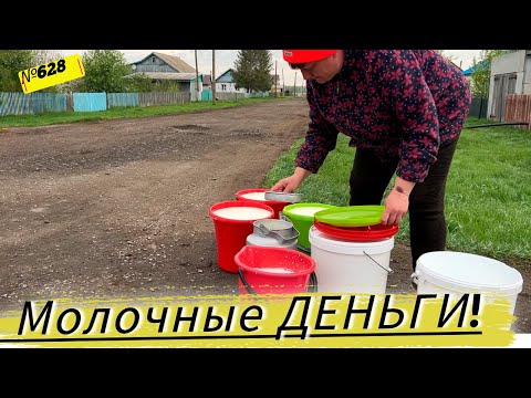 Видео: СДАЁМ МОЛОКО. ВЫРАЩИВАЕМ БЫЧКОВ. Жизнь в Омской деревне.