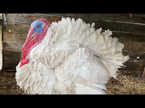 Видео: Наши индюки в почете./ рост индюшат, вес в две недели.. содержание индюшат