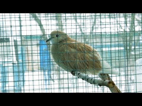 Видео: Горлицы - смеющиеся голуби.