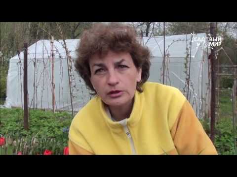 Видео: Почему рябчики не цветут. Сайт "Садовый мир"