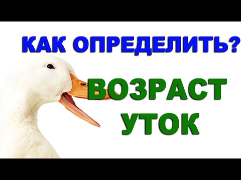 Видео: Чтобы вас не обманули, как определить возраст утят по внешним признакам? Определяем возраст по крылу