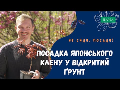 Видео: Посадка японського клену у відкритий ґрунт. Дерева для Японського Саду.