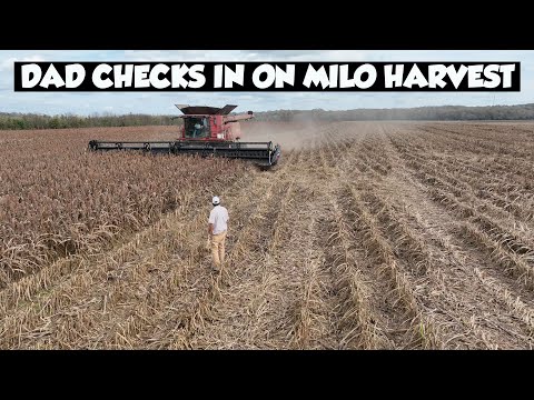 Видео: ЕЩЕ НЕСКОЛЬКО ДНЕЙ УРОЖАЯ 2023 ГОДА