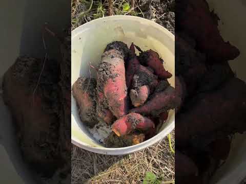 Видео: Собираю урожай хурмы и фейхоа🍈|Капаю батат🍠 | Имбирь 🫚 прижился в моем огороде 