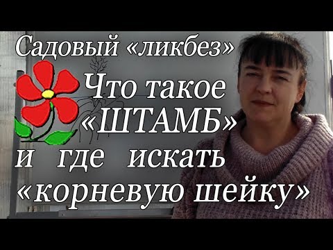 Видео: Что такое "штамб" и где искать "корневую шейку"?