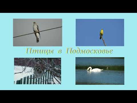 Видео: Голоса птиц