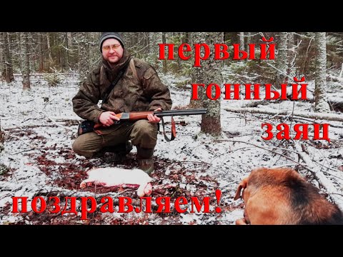 Видео: Первый гонный заяц у молодого охотника Паши. Охота на зайца с гончими зимой. Кировская область.