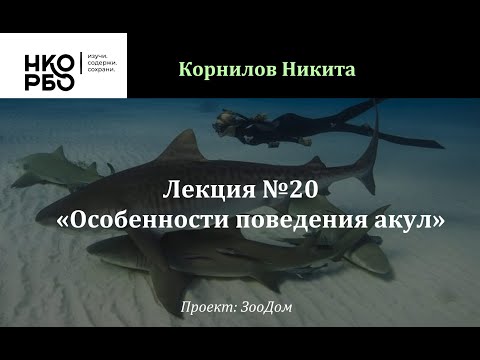 Видео: Лекция №20 "Особенности поведения и внутривидовое взаимодействие акул"