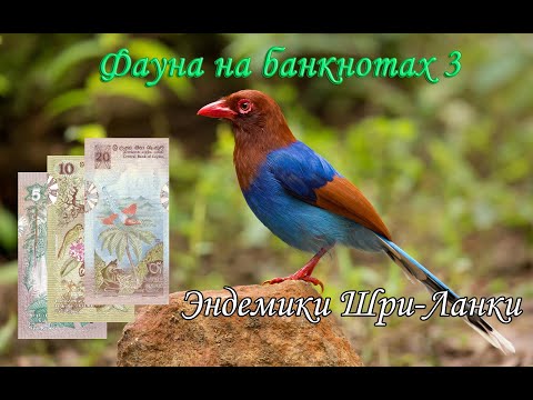Видео: Фауна на банкнотах 3. Эндемики Шри-Ланки на банкнотах 1979 года выпуска // Коллекция банкнот.