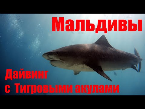 Видео: #акулы #Мальдивы #дайвингсакулами #shark Дайвинг с Тигровыми акулами