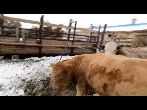 Видео: Бычки, саженцы, Сколько солярки потерял, лёд очень толстый.