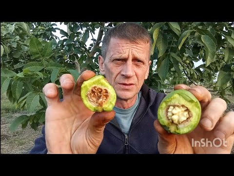 Видео: Сбор урожая проще некуда! Агростим в ореховодстве.