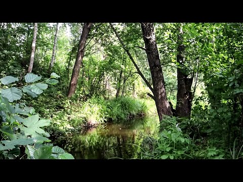 Видео: Взяв Білу Вольфрамову Мормишку і почав перевіряти Ямки на цьому Струмку