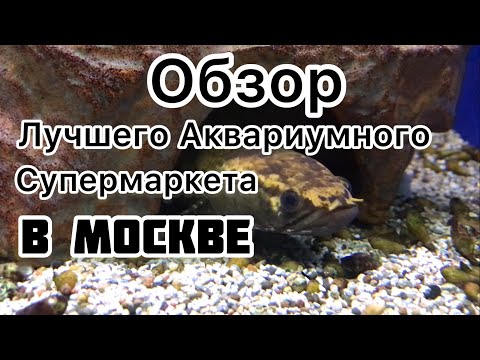 Видео: Аквариумный супермаркет!!