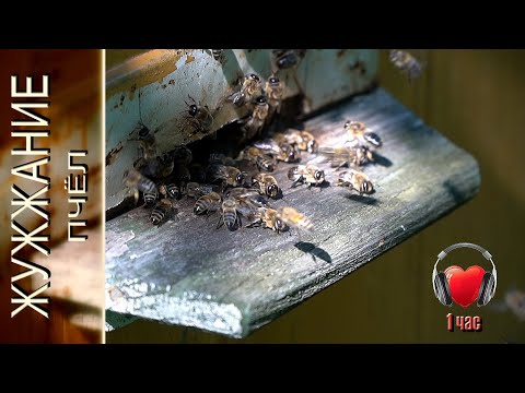 Видео: Жужжание пчёл на деревенской пасеке. Слушать 1 час. Ульетерапия