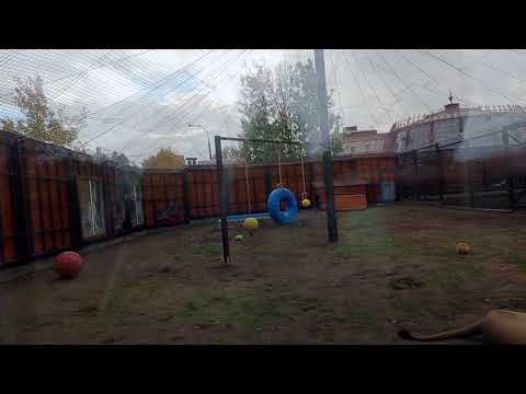Видео: 17.10.25.Видео от Ивана