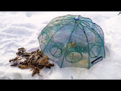 Видео: Как ЗИМОЙ ЛОВИТЬ РАКОВ на Зонтики! СЕКРЕТ Постановки Зонтиков!!