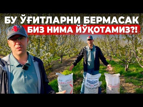Видео: ДАРАХТЛАРНИ ҚАНДАЙ ЎҒИТЛАШ ВА СУҒОРИШ КЕРАК? | ШУҲРАТ АБРОРОВ #ogitlash #sugorish #azot