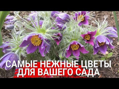 Видео: Самые нежные цветы для вашего сада