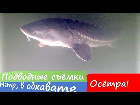 Видео: Ловля осетра - подводные съемки. Динозавры становятся все больше. День 2