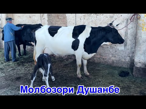 Видео: Молбозори Душанбе Гови ширте ва гусаладор Букаи калон, 10 сентября 2025 г.