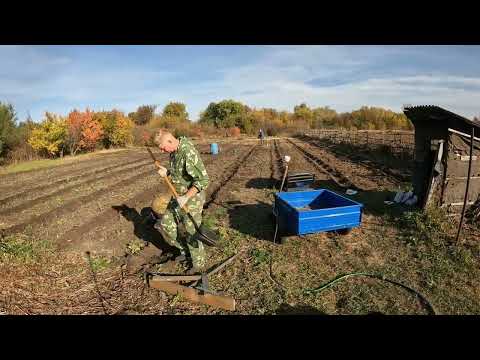 Видео: Малиновый бизнес! Сажаю малину.