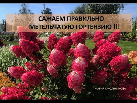 Видео: Сажаем правильно метельчатую гортензию !!!