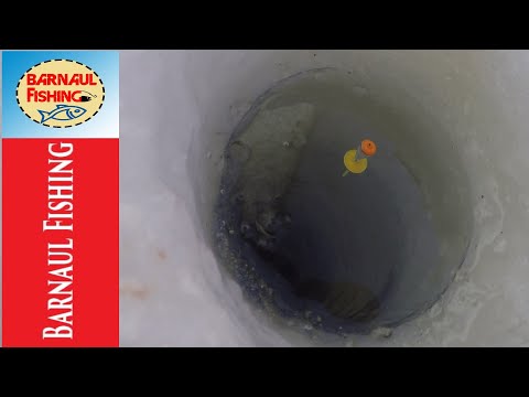 Видео: КОРОМЫСЛО РУЛИТ! ЛОВЛЯ ПОДЛЕЩИКА.ЗИМНЯЯ РЫБАЛКА 2020