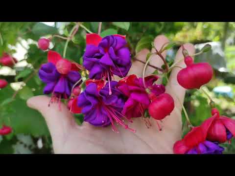 Видео: примхлива фуксія.