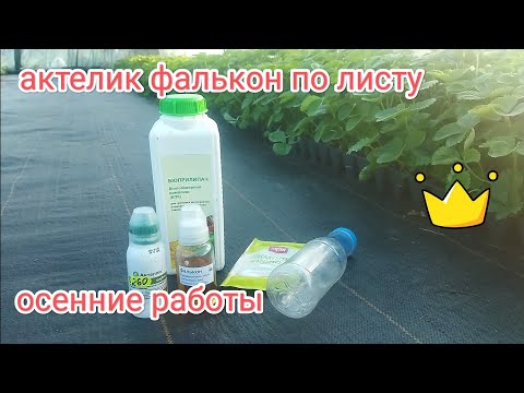 Видео: Обработки кассетной рассады клубники, актеллик фалькон по листу , осенние работы на клубнике 