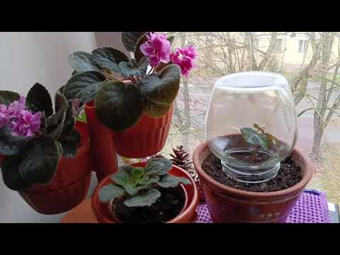 Видео: Дела домашние