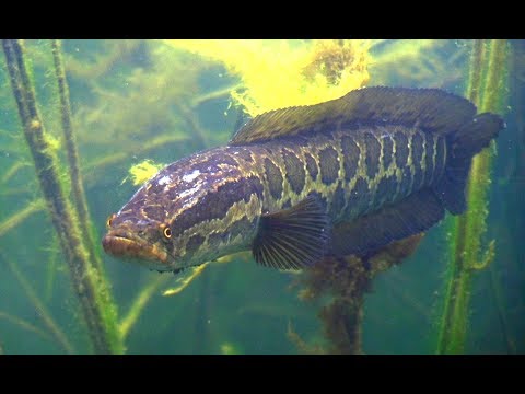 Видео: Подводная охота на Балхаше. Змееголов и другие рыбы.snakehead