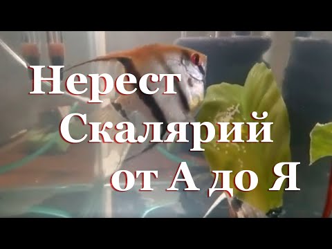 Видео: Нерест Скалярий от А до Я с пояснениями и нюансами: 90 дней за 30 минут