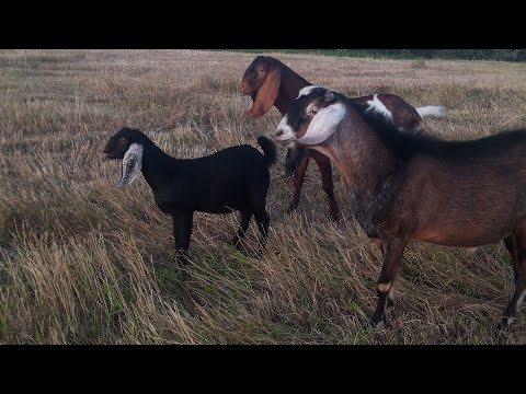 Видео: Прогулка с козлами. Дела на хозяйстве.