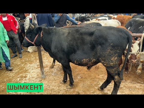 Видео: Шымкент сиыр бағасы 01.10.25ж