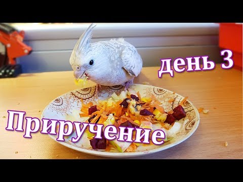 Видео: Как Приручить Попугая к рукам. День 3. | Рокки Life