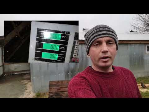 Видео: Дюрок 8 месяцов,💪195кг супер сало на такой вес,выход 👍