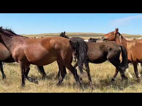 Видео: Отстали две кобылы с жеребятами 🐎🐎🐎#айгыр #кони #коневодство #лошади #жылкы #