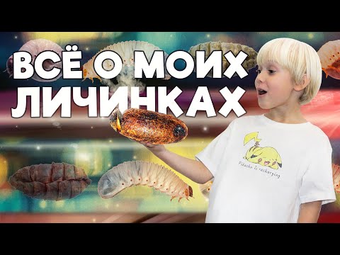 Видео: Легенда о ленивой личинке