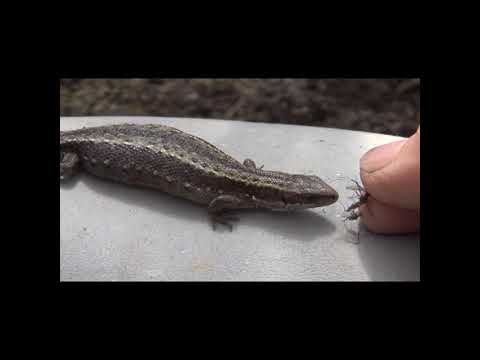 Видео: Страницы лесной жизни 2013 год