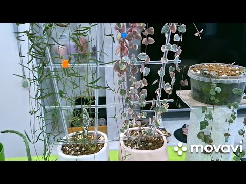 Видео: КОМНАТНЫЕ РАСТЕНИЯ(ЦВЕТЫ).ЦЕРОПЕГИИ.