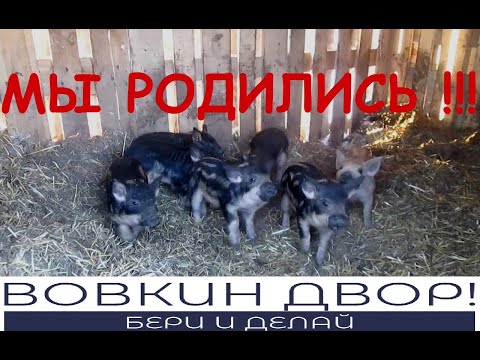 Видео: Поросята Венгерская Пуховая Мангалица зимний опорос! // Вовкин Двор!