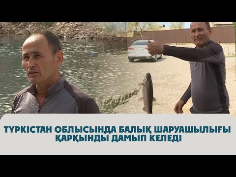 Видео: Түркістан облысында балық шаруашылығы қарқынды дамып келеді